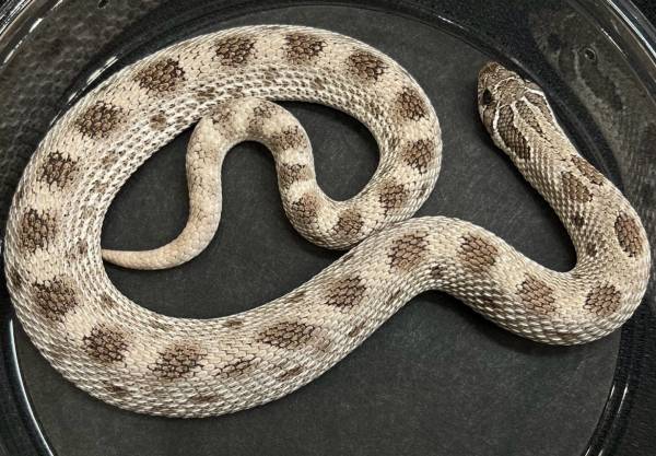 Axanthic Anaconda het albino western hognose (Elberfeld)64147995798785120