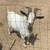 Male goat 1 thumbnail