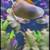 Snails/fish 3 thumbnail