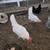 Chickens 3 thumbnail