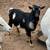 10 month polled Nigerian Dwarf Dapple Billy 1 thumbnail