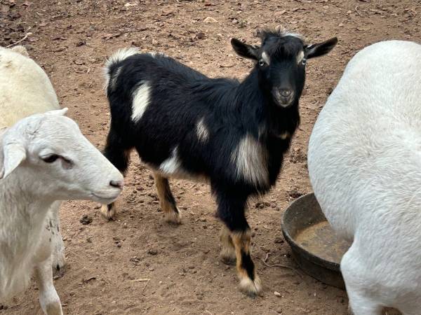 10 month polled Nigerian Dwarf Dapple Billy 1