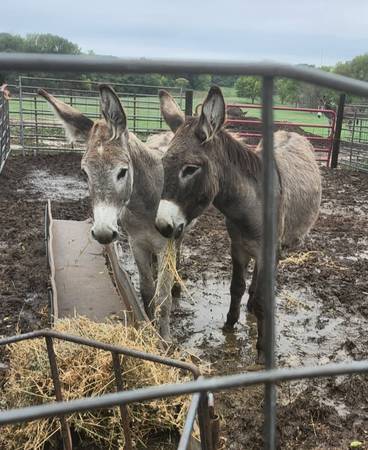Donkeys 1