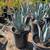 Agave 11 thumbnail