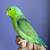 Parrotlet 15 thumbnail