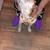 Queensland heeler 2 thumbnail