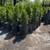 Green Giant- Evergreen plants. 1 gallon. Privacy / fencing 3 thumbnail