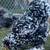 Brahma chicks-mottled, porcelain, blue salmon, lemon pyle, Isabel 6 thumbnail