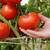TOMATOES Garlic, Potatoes, Onions - Garden of Eatin' 1 thumbnail