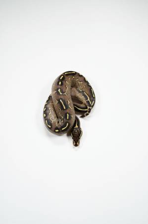 Male Freeway 66% Het Desert Ghost ball python 1