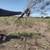 Land Clearing  brush shredding mesquite grubbing 4 thumbnail