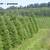 Premium Fraser Fir  and Douglas fir fresh cut Christmas trees 6 thumbnail