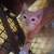 Three male kittens 1 thumbnail