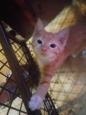 Three male kittens 1