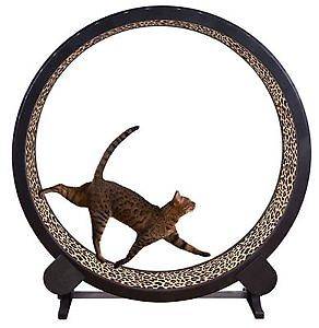 Treadmill for cat or small dog 1