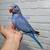 Indian ringnecks ringneck parrot 1 thumbnail