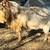 ADGA Nigerian Dwarf buck 2 thumbnail