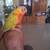 conures 2 thumbnail