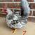 Serama cockerels/roosters 3 thumbnail