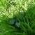 Garden plants and window boxes 9 thumbnail