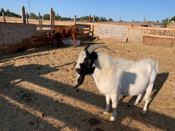 Goat63679341651459120