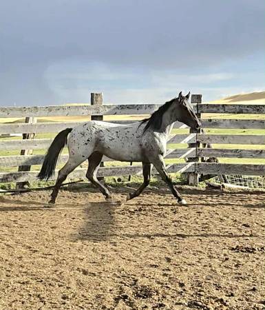 2 yo Blue Roan horse 1