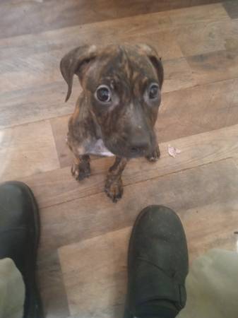 Hembra de 2 meses, mezcla de pitbull (Wilmer)63920390780162120
