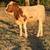 Calves 4 thumbnail