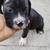 rehoming american pit x boxer puppies 11 thumbnail