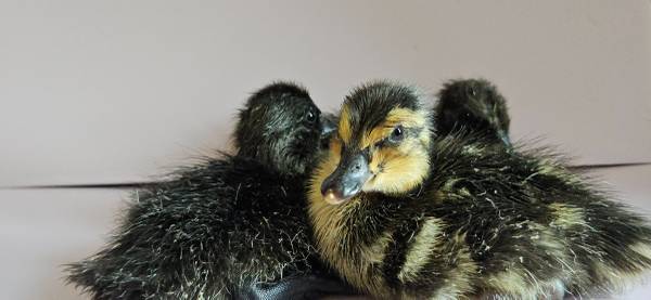 Rouen and Cayuga ducklings 1