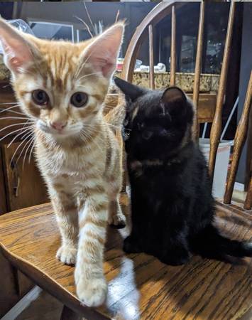 Kittens available for adoption! (Tacoma)63684505854337123