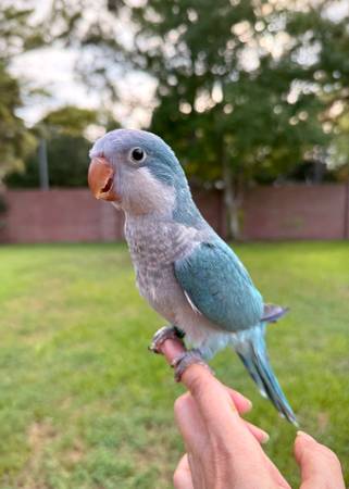 Blue Quaker baby Katy TX 77450 (Katy)63859317500673120