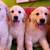 Retriever pup, playful, social, and perfect family 5 thumbnail