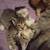 Kittens 4 thumbnail