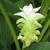 Medicine Turmeric Plants.(Cu Nghe) in 5 Gallon Pot 6 thumbnail