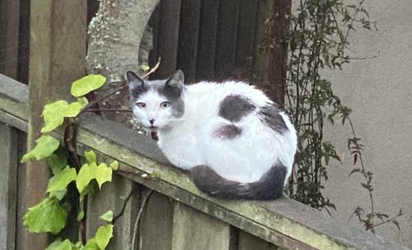 MISSING CAT64141782903041120