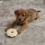 Puppy. 8 weeks old 1 thumbnail