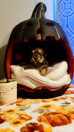 ¡Cachorros Shorkie! (Stephenville tx)63898901629314121