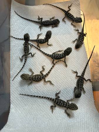Baby Bearded Dragons 1