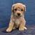Cavapoos 12 thumbnail