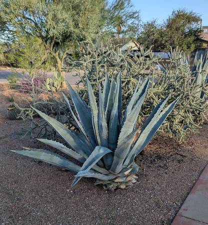 FREE Large Agave 1
