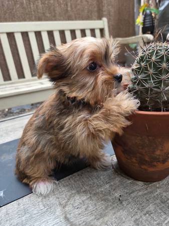 Yorkies (Knightsen)64664712585091121