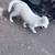 Rehoming Great Pyraneese Pup 2MO 1 thumbnail