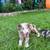 Australian Shepards 2 thumbnail