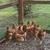 Chickens 1 thumbnail