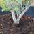 Fruitless Olive Tree 15gal ---  plants trees 7 thumbnail
