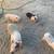 Piglets 2 thumbnail