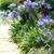 Gorgeous Blue Lily/Agapanthus/Lily of the Nile Plants 1 thumbnail