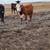 4 Hereford Replacement Heifers 5 thumbnail