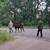 2 halter broke female llamas 2 thumbnail